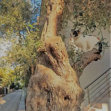 Lejlighed Spitaki Potos