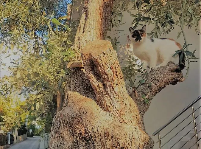 Apartament Spitaki Potos